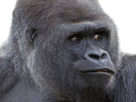 gorille-animal-sauvage-savane-afrique-regard-choc-surprise-malaise-facepalm-pas-compris-bizarre-wtf