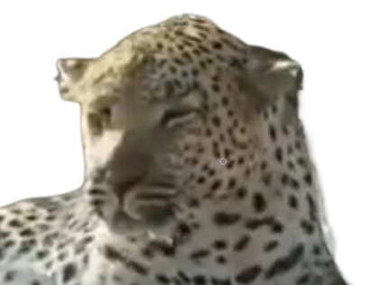 leopard fatigue baise khey 18 25