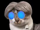 chat-lunette-perruque-gris-bleu-pill-boue-beam