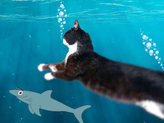 chat ocean mer requin tita bulles nage