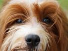 animal-chien-dog-mignon-cute-havanais-havanese-doute-x-doubt-sceptique-mon-oeil-pas-convaincu