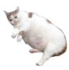 chat-obese-pachat
