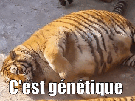 genetique-gros-obese-gras-lourd-fat-graisse-os-ossature-tigre