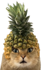 chat-choque-ananas