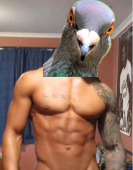 pigeon zyzz chad
