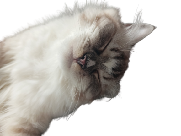 Sticker chat cochongrillay par cochonGRILLAY