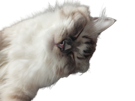 chat cochongrillay