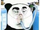 panda-chine-cope-copium