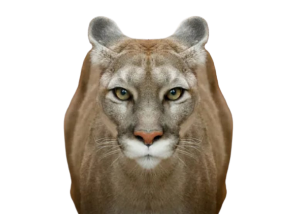 puma felin symetrique gdc 1825 jvc mdr lol ahi aya animal