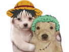 one-piece-pirate-monkey-d-luffy-roronoa-zoro-chiot-chien-amis