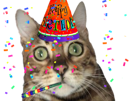 fete-chat-anniversaire-chatanniversaire-fiesta-chapeau-tutut-confettis-csgo