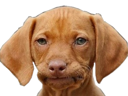 chien chelou pytchoun russie ukaine innaent stratpol gogol nawar