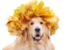 chien-golden-retriever-content-heureux-happy-couronne-feuilles-automne-chambrage-moquerie-troll