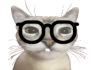 chat-cat-nerd-zevois-lunettes-kj