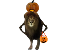 halloween-lion-con-ahuri-citrouille-courge-automne-bonbon-golem-animal-felin-chat-jack-o-lanterne