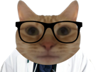 chat-medecin-blouse-scientifique-chimiste