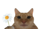 chat-marguerite-paquerette-fleur-bouquet