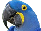 oiseau-ara-perroquet-bleu-mechant