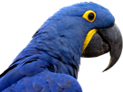oiseau-ara-perroquet-bleu-pensif