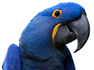 oiseau-ara-perroquet-bleu-comique-puceau