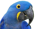 oiseau-ara-perroquet-consterne
