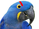 pakontan-oiseau-perroquet-ara-bleu-jaune-loop-colere