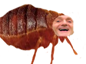 punaise de lit meprisante