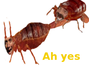 punaise de lit baise nfwt