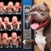 pitbull-chien-yveujoue-bebe-enfant-distributeur-jontil-pit