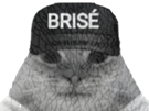 chat-casquette-gris-brise-avortin-risitas-fissure-noir-et-blanc-triste-sombre