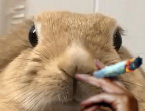 lapin animal cigarette