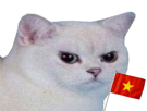 chat-vietnam-enerve