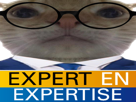 chat-expert-en-expertise-bfmtv-bismarck-cat-lunette-costard-journaliste