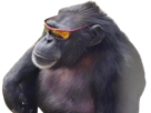 singe-chimp-chimpanzee-gorille-lunette-nwo