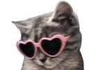 chat-cat-lunettes-lunette-coeur
