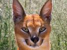caracal-bg-fier-animal-aride-felin-predateur-giga-chad-orient-sahara-afrique