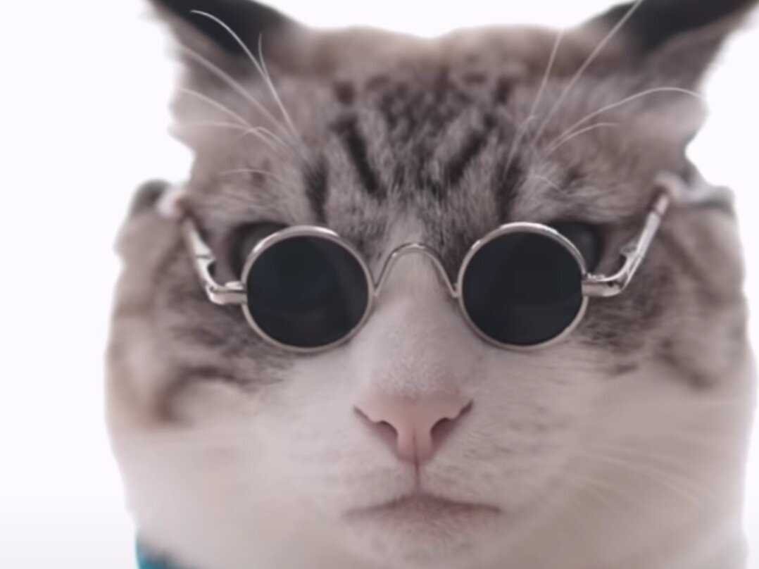 chat lunette nanami jujutsu kaisen