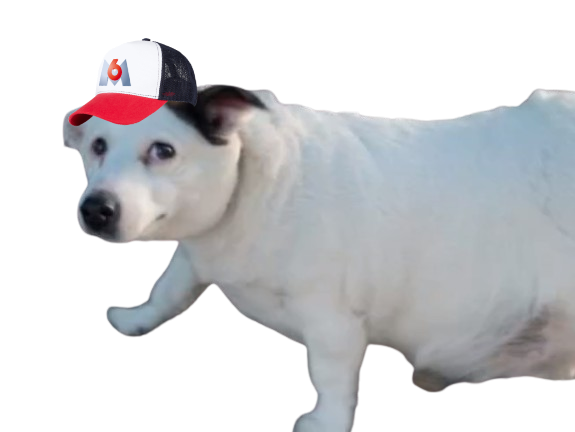 chien obese m6u zone interdite