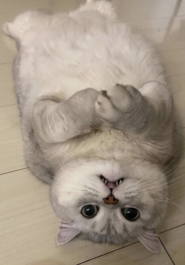 chat mignon gros cut