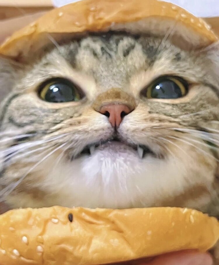 chat cut chaton hamburger sourire