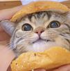 chat-cut-chaton-heureux-hamburger-sourire