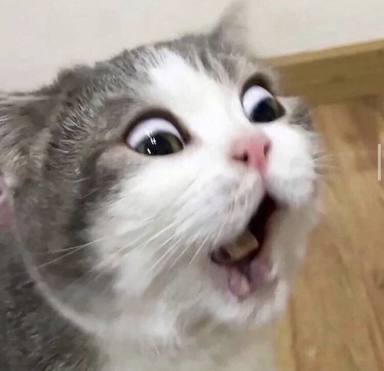 chat cut peur etonne