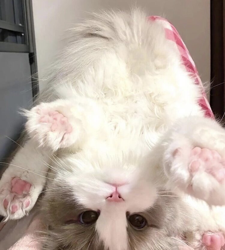 chatte mignonne charnel coussinets