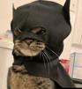chat-batcat-heros-justicier-masque