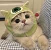 chat-bonnet-drole-mignon-adorable