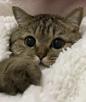 chat-doux-chaud-gros-yeux-mignon-adorable