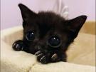chat-cute-noire