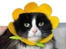 chat-fleur