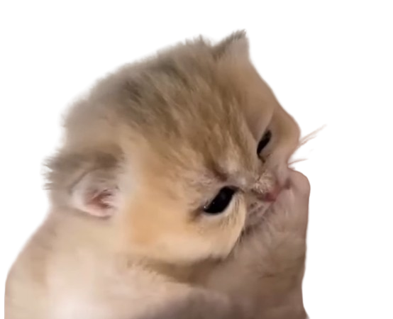 chat cute mignon bebe tita