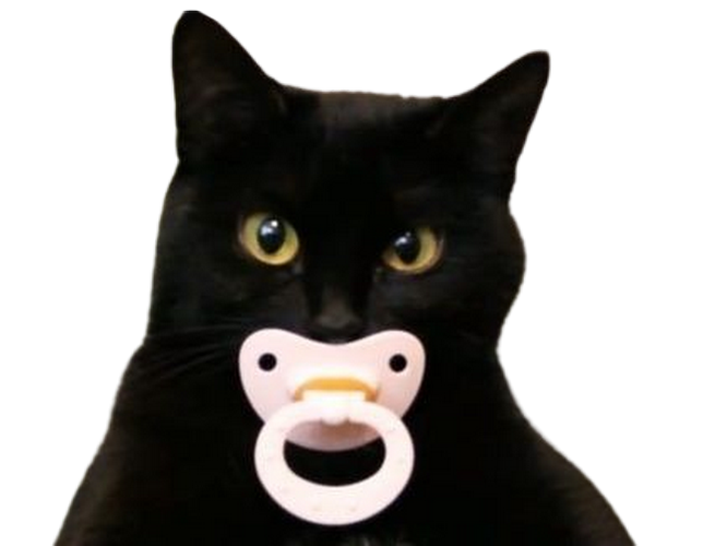 chat chaton bebe sucette tetine